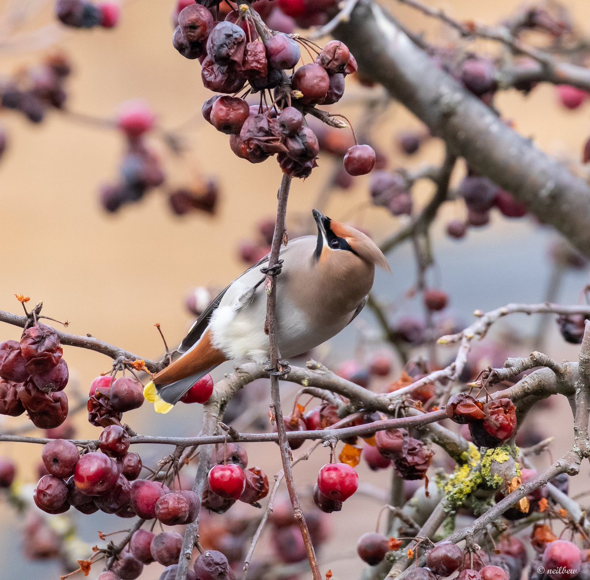 NeilBew's tweet image. Waxwing at Cranfield today