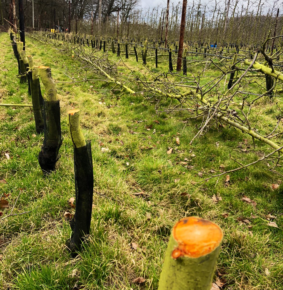 On tonight’s <a href="/BBCTheOneShow/">BBC The One Show</a> I’m hearing from James Smith <a href="/LoddingtonFarm/">Loddington Farm</a> who’s ‘grubbing’ (destroying) orchards on his Kent farm. He says the supermarkets aren’t paying enough to cover the costs of production. Are we storing up future shortages of British apples? BBC1, 7pm
