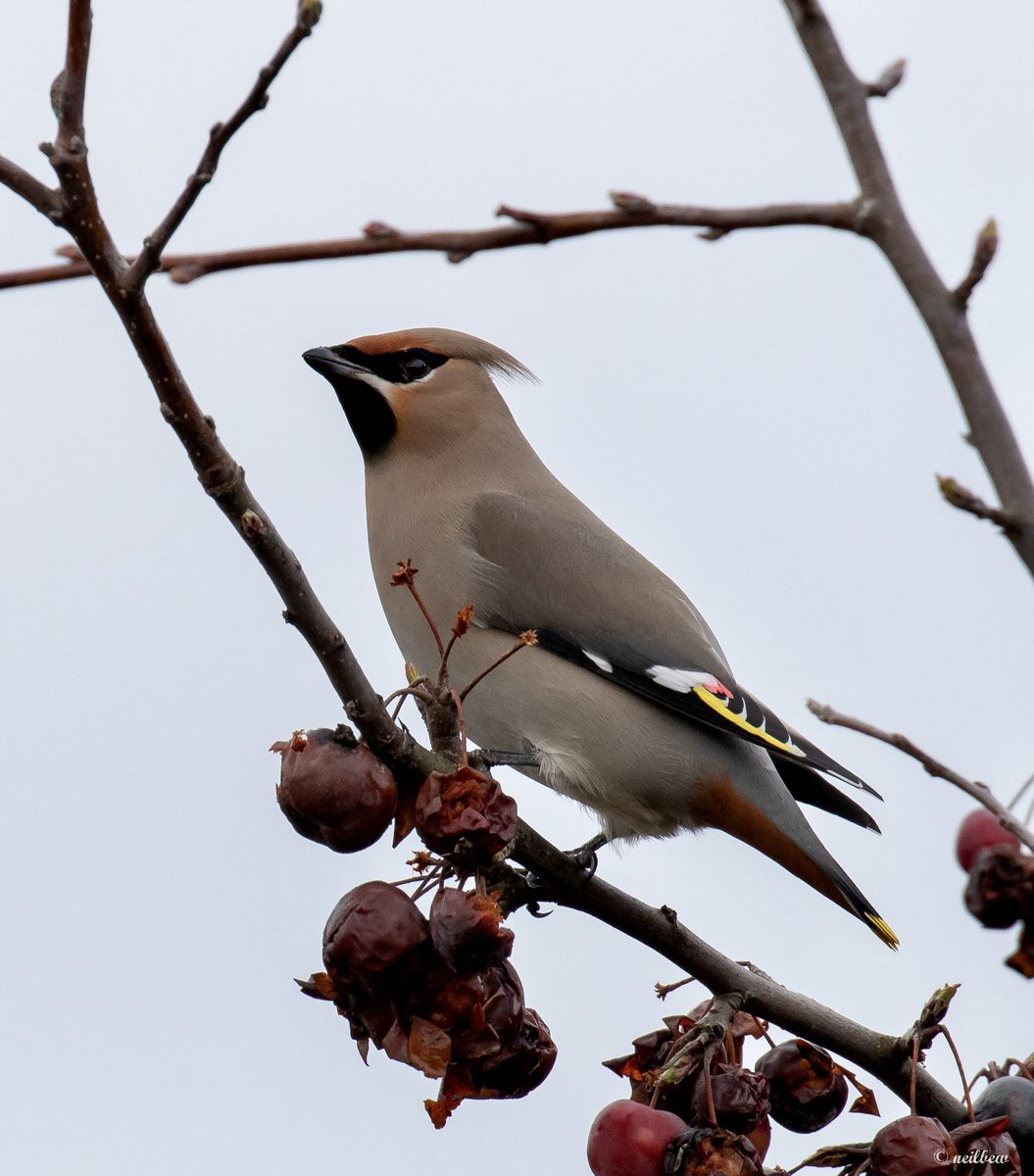 NeilBew's tweet image. Waxwing at Cranfield today