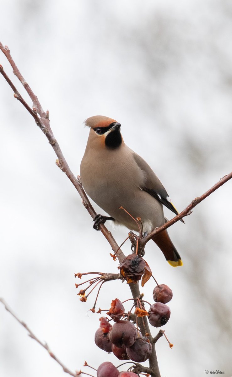 NeilBew's tweet image. Waxwing at Cranfield today