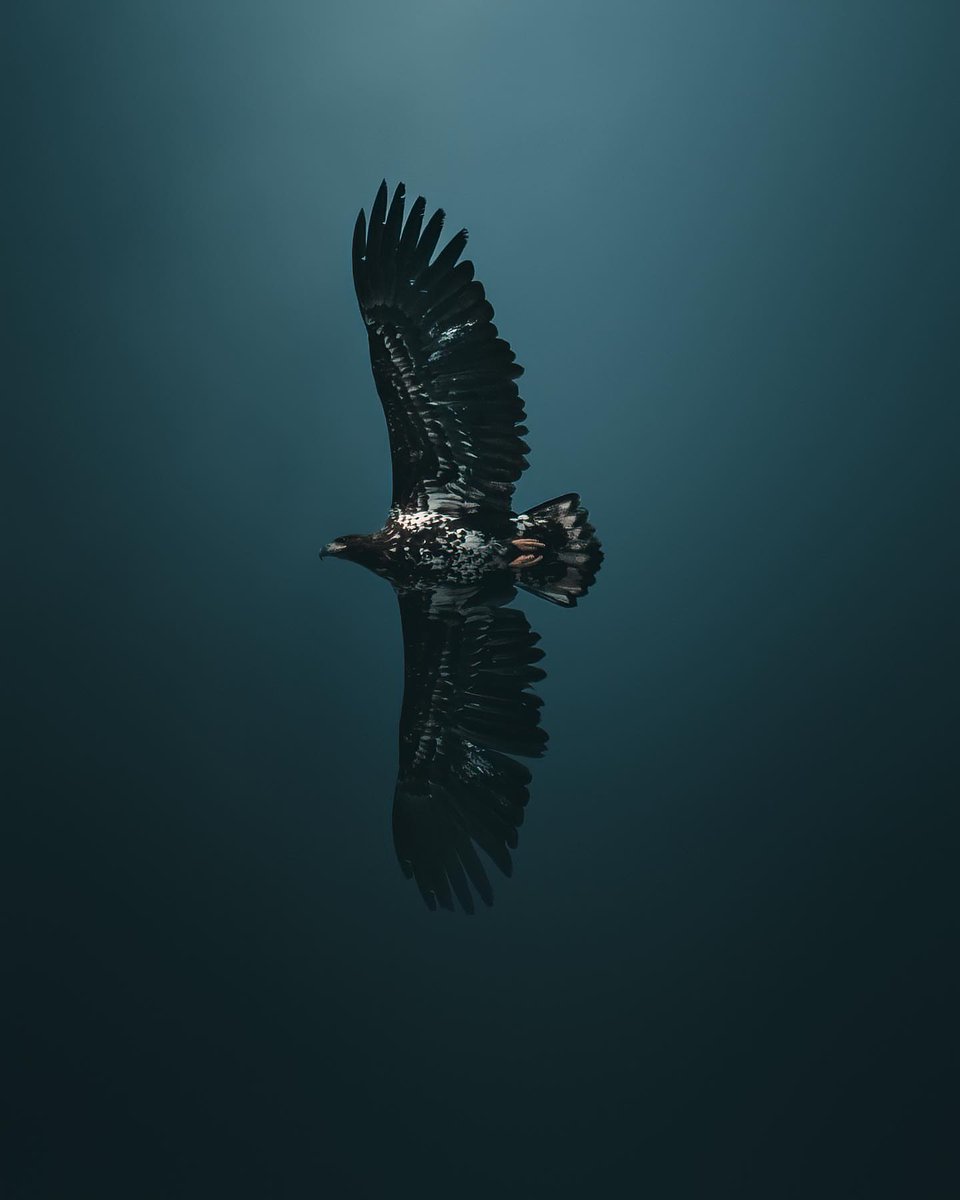 fantasyvisits's tweet photo. Hunter of the skies
📷 : mankyfoto
#sonyalph #madewithlightroom #sonynordic #nomadict #swedishlapland #moody #cyberphoto #nature_perfection #visualsofearth #discoverearth
#fantasticeartearth #master_gallery #earth_shotz #greatnorthcollective #wildernessculture #ourdailyplanet https://t.co/9AnEehsVzX