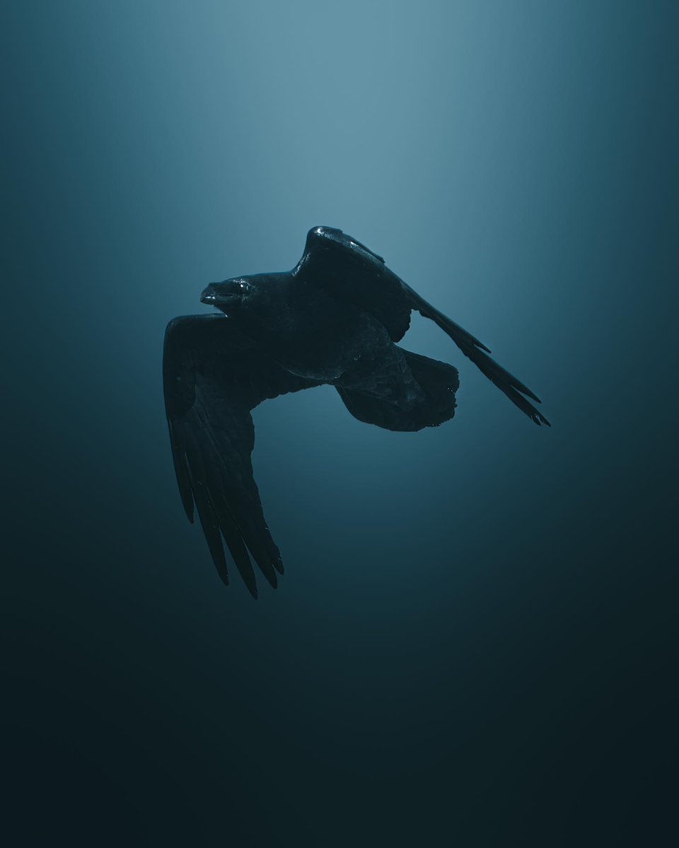 fantasyvisits's tweet photo. Hunter of the skies
📷 : mankyfoto
#sonyalph #madewithlightroom #sonynordic #nomadict #swedishlapland #moody #cyberphoto #nature_perfection #visualsofearth #discoverearth
#fantasticeartearth #master_gallery #earth_shotz #greatnorthcollective #wildernessculture #ourdailyplanet https://t.co/9AnEehsVzX