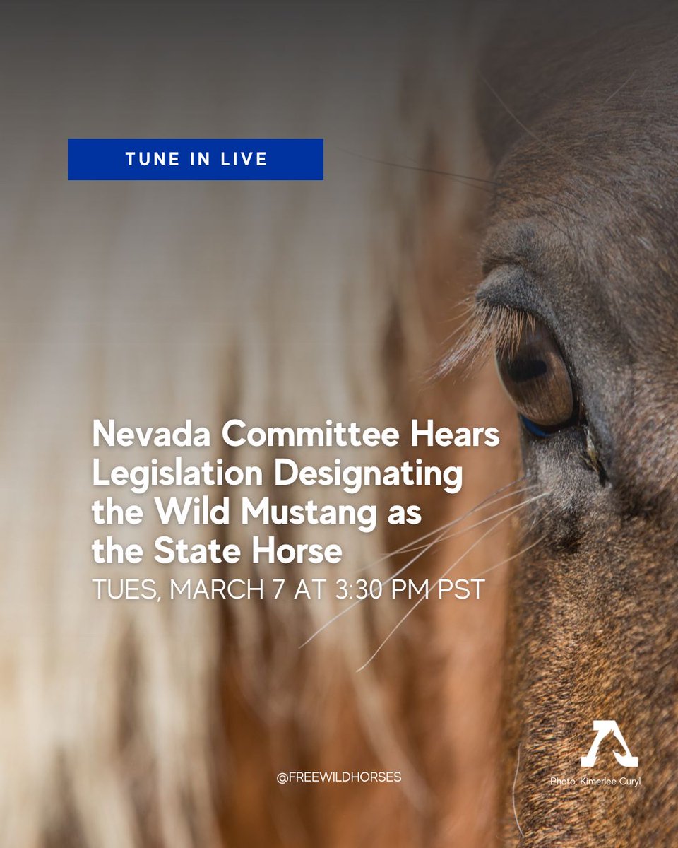 Tune in LIVE today at 3:30PM PST to watch the Nevada State Senate Committee on Natural Resources hear SB90, a bill designating the wild mustang as Nevada's state horse. 

Watch: youtube.com/watch?v=fl99AS…