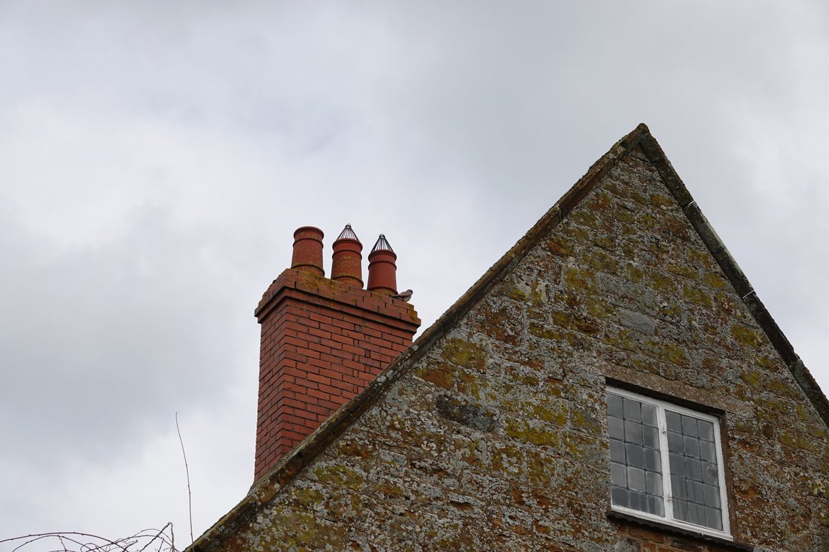 AdeysAlthorp's tweet photo. Kestrel (Falco tinnunculus).
Spotted on a chimney stack on one of Althorp Estate's farmhouses. We are seeing an increase in numbers of these  little falcons on the estate.
Conservation@althorp.com #windhover #kestrel #Spencerestates #raptors https://t.co/2k92aZViCV