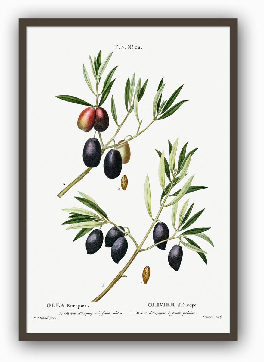 Olive Branch, Fruit Art Print, Kitchen Poster, Antique Botanical Illustration Print etsy.me/3kYUG3l #unframed #office #plantstrees #vertical #botanicalart #botanicalprint #vintagebotanical #antiquebotanical #kitchenposter