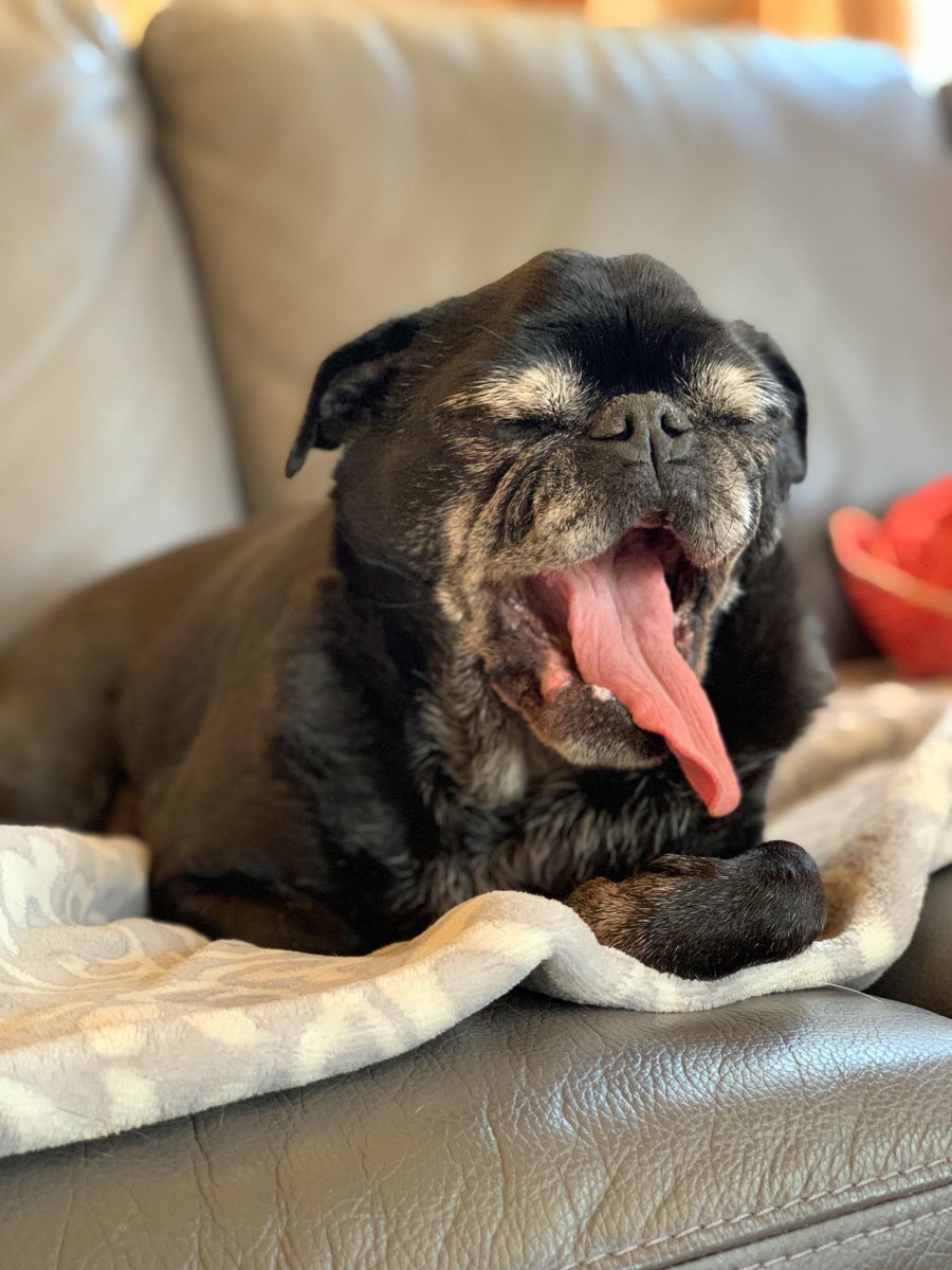EdiethePug's tweet image. Tongue out Tuesday #PugStyle 😝
#TongueOutTuesday
