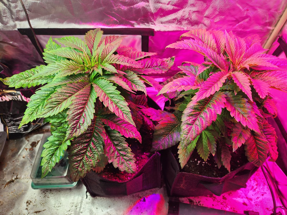 Chimera42o's tweet photo. The Indica leaves are popping, at first these baked bombs from @bombseeds looked like cabbages, but wow now they starting to grow big thick stout plants . #bakedbomb #Mmemberville #grow #bombseeds https://t.co/ei4QKpXtRI