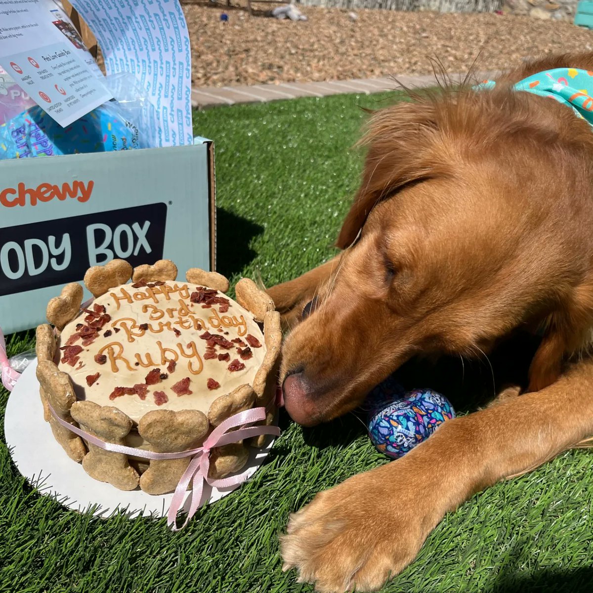 evespawcakes's tweet photo. #HappyBirthday #ruby https://t.co/BhSGSbzTcV https://t.co/tMELNn2n32