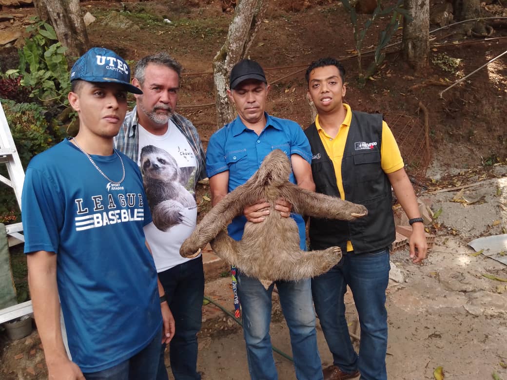 Minec | En aras de proteger y salvaguardar nuestro ecosistema, se realizó con éxito el rescate de un perezoso en el sector Pedro Camejo, Ruiz Pineda, #DistritoCapital. Las labores se activaron tras un llamado de la comunidad.
El mismo se encuentra en buenas condiciones físicas.