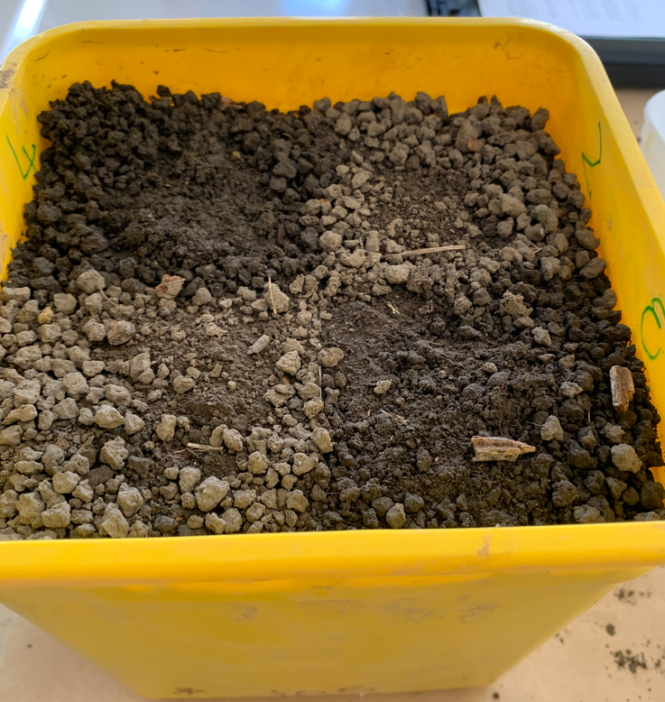 Bugologists's tweet photo. Dry, wet or something in-between🧐? @plantandfood @Bugologists testing soil moisture liking of the #Awatere #Marlborough ground wētā to understand its preference and population build-up in certain locations and potential link with irrigation systems  @BragatoResearch🍇#entomology https://t.co/00Muj3kiAq