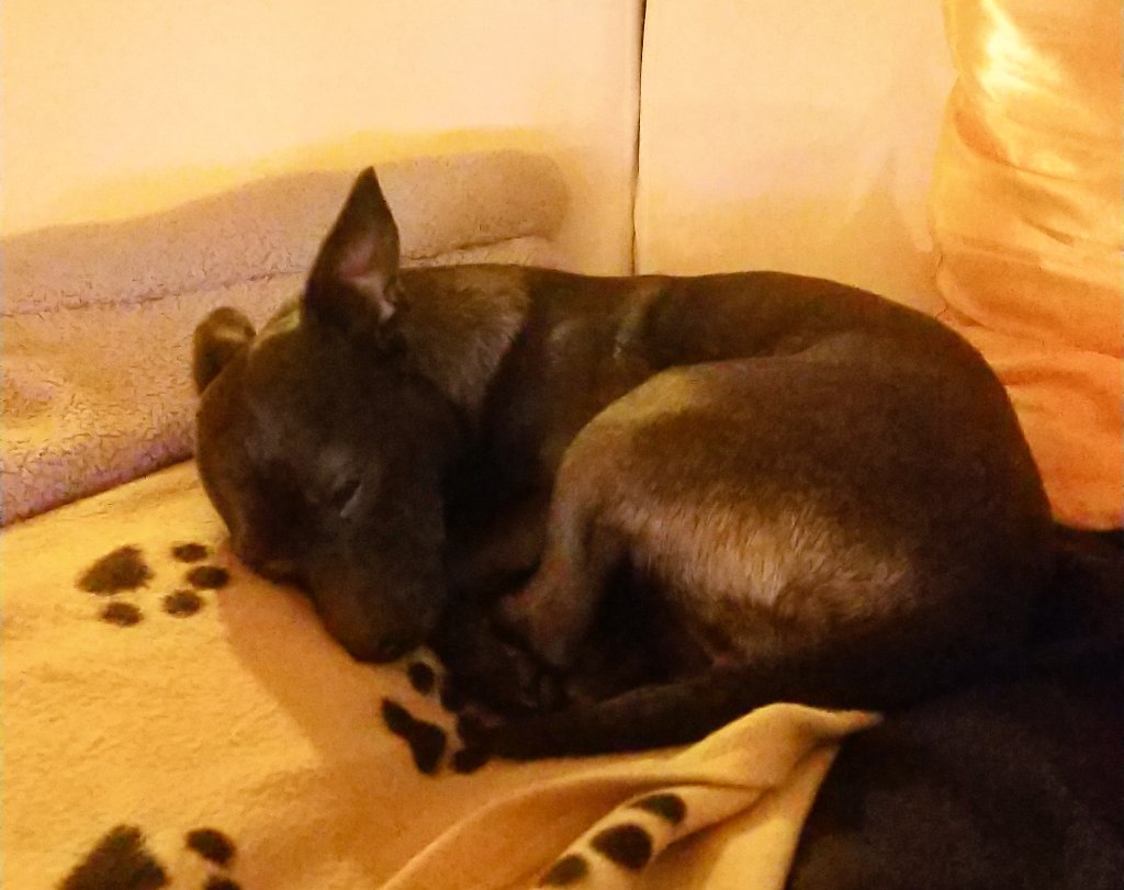RavenMus1c's tweet photo. Good night people. 💜 So happy to have this beautiful little friend here. 💜💜😍 #goodnight #dog #doglove #bestfriend #puppylove #thila #littledog https://t.co/QJXr3YBlWv