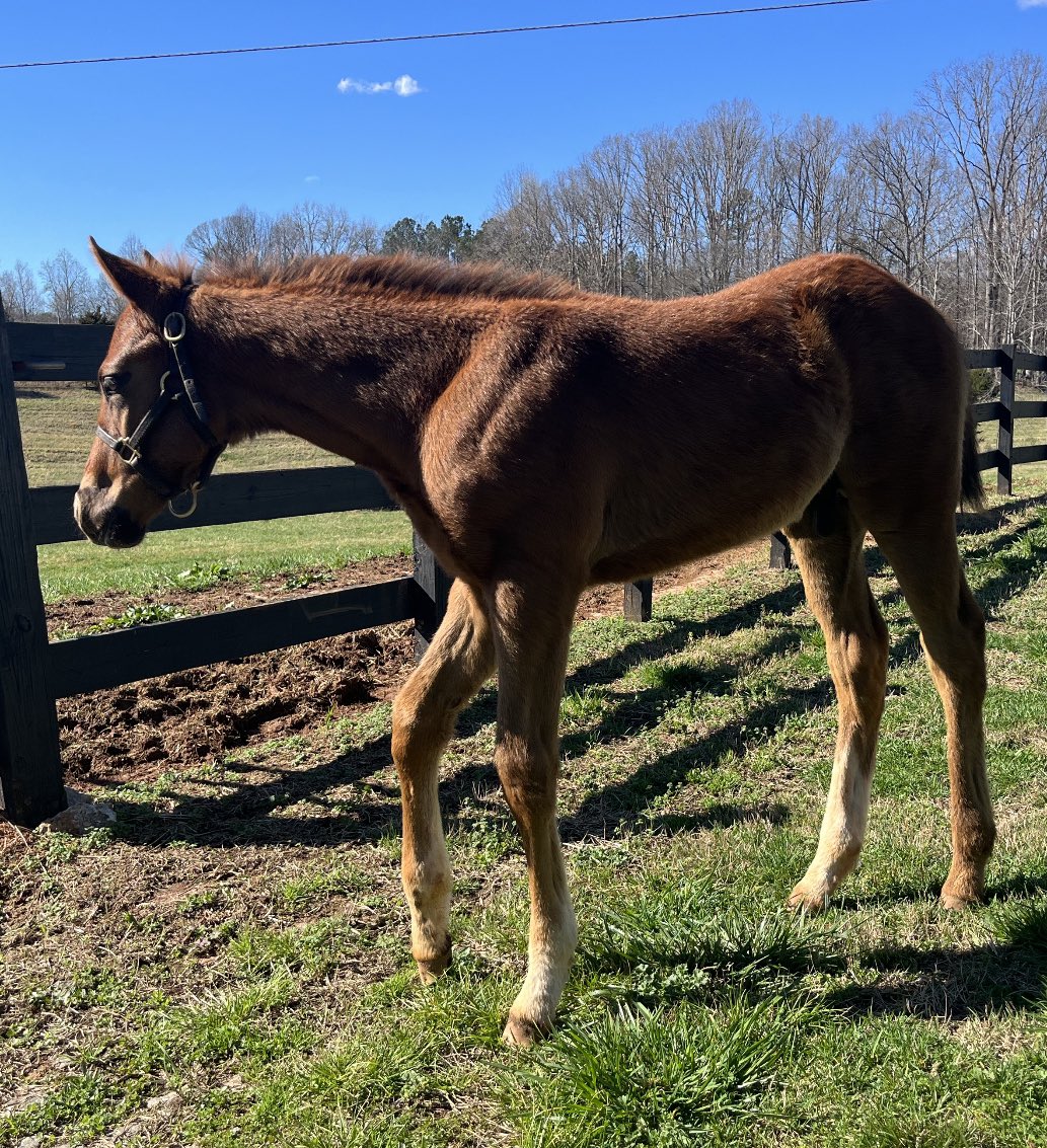 phillips_farm's tweet photo. Today our colt, the first ever foal by Florida Derby Champion Known Agenda,is 2 months old! He is strong & healthy! With that chestnut coat, forehead star & 3 white stockings he looks just like his grand sire, Hall of Famer Curlin! So excited about his future!#UNBRIDLEDPASSION https://t.co/OqShWrXtA2