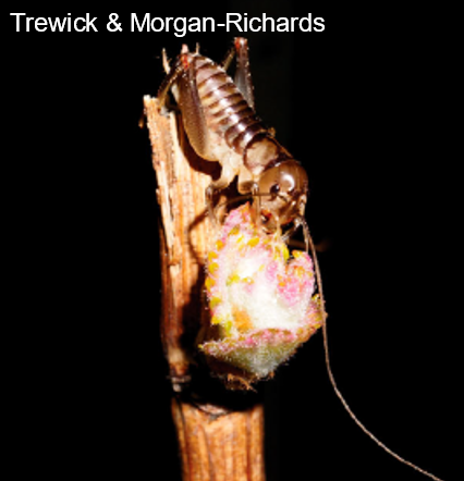 Dry, wet or something in-between🧐? <a href="/plantandfood/">Plant & Food Research</a> <a href="/Bugologists/">Insect Ecology NZ</a> testing soil moisture liking of the #Awatere #Marlborough ground wētā to understand its preference and population build-up in certain locations and potential link with irrigation systems  <a href="/BragatoResearch/">Bragato Research Institute</a>🍇#entomology