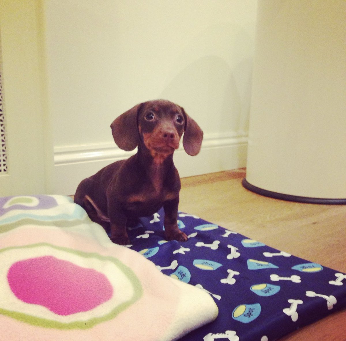 davedachshund's tweet photo. Official party day today 🥳 #foreverhomeday #9years https://t.co/XHOFrzaVW4