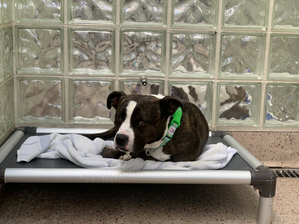 Pennsylvania SPCA tweet media
