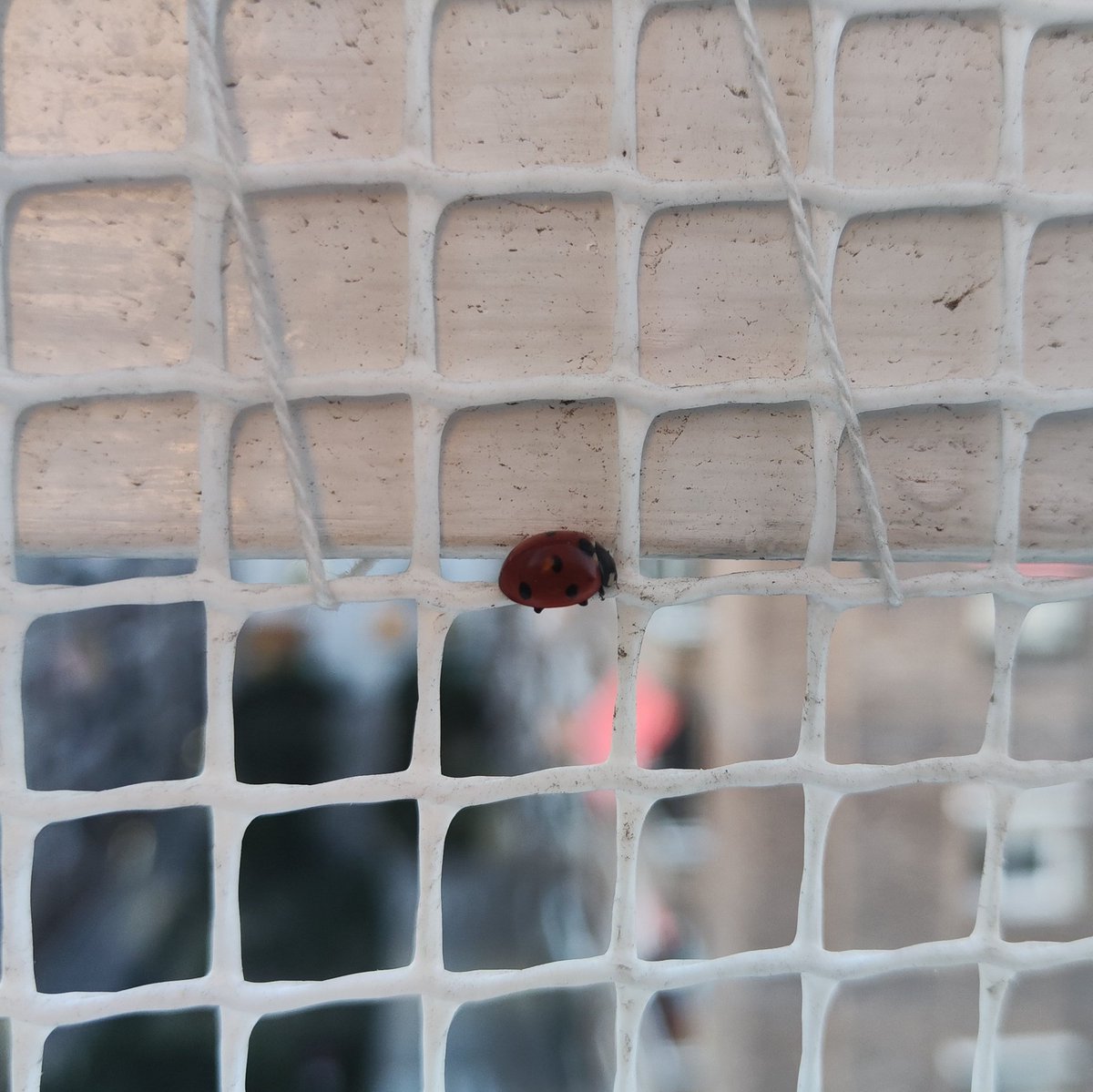 rogerpanades's tweet photo. Cada any a principis de març ens venen a visitar les marietes... al Poble-sec! Algú sap perquè? Ens encanta! @btveltemps https://t.co/Vsc4FzTHW7