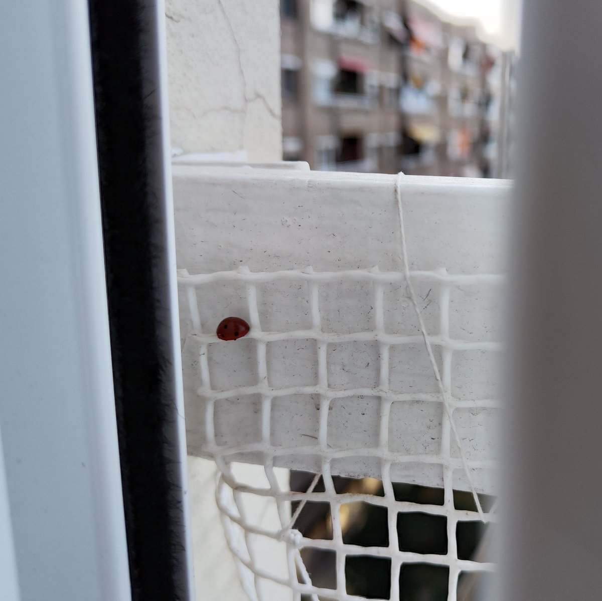 rogerpanades's tweet photo. Cada any a principis de març ens venen a visitar les marietes... al Poble-sec! Algú sap perquè? Ens encanta! @btveltemps https://t.co/Vsc4FzTHW7