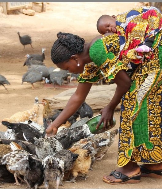 PanAfricare_BF's tweet photo. @PanAfricare_BF rend hommage aux femmes du Burkina Faso et du monde à ce 8 mars 2023
#Thème_national : «la contribution de la femme à la production agricole et à la sécurité alimentaire dans un contexte de crise humanitaire : la promotion de la culture hors sol comme alternative» https://t.co/D7oT0FPifW