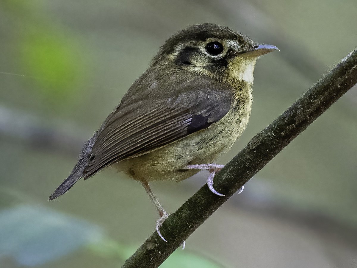 formanrainfrst's tweet photo. The Bird Team's favorites are the scaly-throated foliage-gleaner and the white-throated spadebill! #rainforestproject #birds #costarica #rainforest https://t.co/CzW1cyX5b9