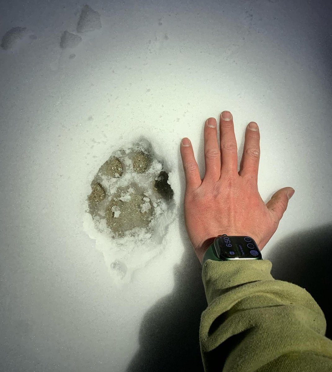 NoticiaVN's tweet image. #7Mar 🐾 Se ha advertido a los residentes que mantengan su distancia de un puma que fue avistado en #Mapleton este lunes. Oficiales de vida silvestre respondieron a la zona para rastrearlo.

📷 Departamento de Policía de Mapleton, Utah