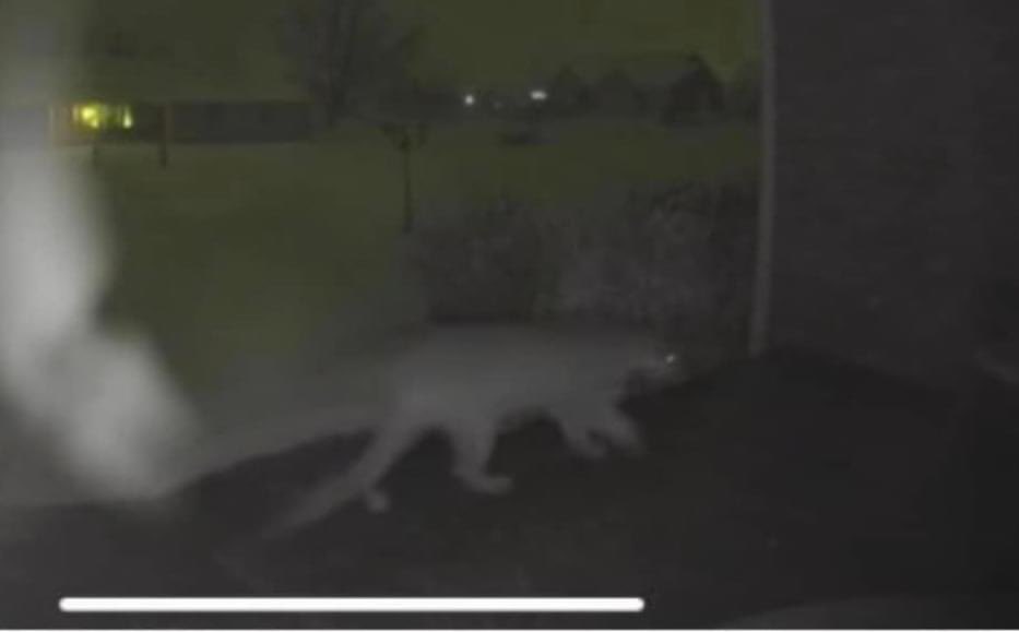 NoticiaVN's tweet image. #7Mar 🐾 Se ha advertido a los residentes que mantengan su distancia de un puma que fue avistado en #Mapleton este lunes. Oficiales de vida silvestre respondieron a la zona para rastrearlo.

📷 Departamento de Policía de Mapleton, Utah