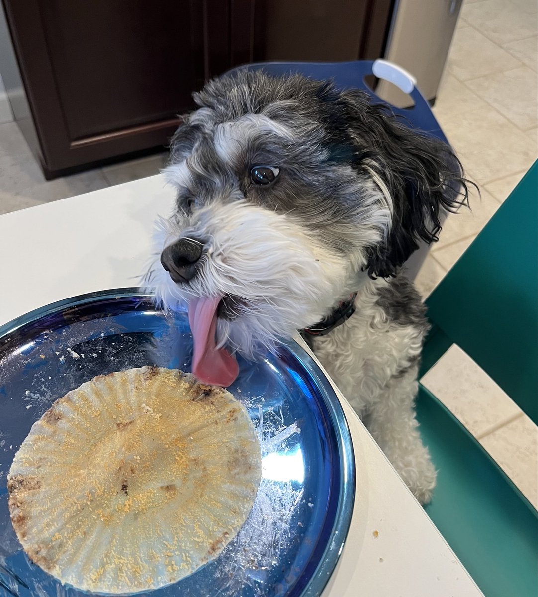 Happy #tongueouttuesday! #DogsofTwittter #Havanese #DogsBehavingVeryBadly