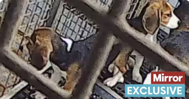 This continuing suffering of puppies being bred by laboratory dog breeders is abhorrent and must be condemned. The public outcry has to be listened to by @GOVUK  to step in and ban this practice now & mandate the #EDM278 #EndAnimalTesting Read and RT @DailyMirror article⬇️…