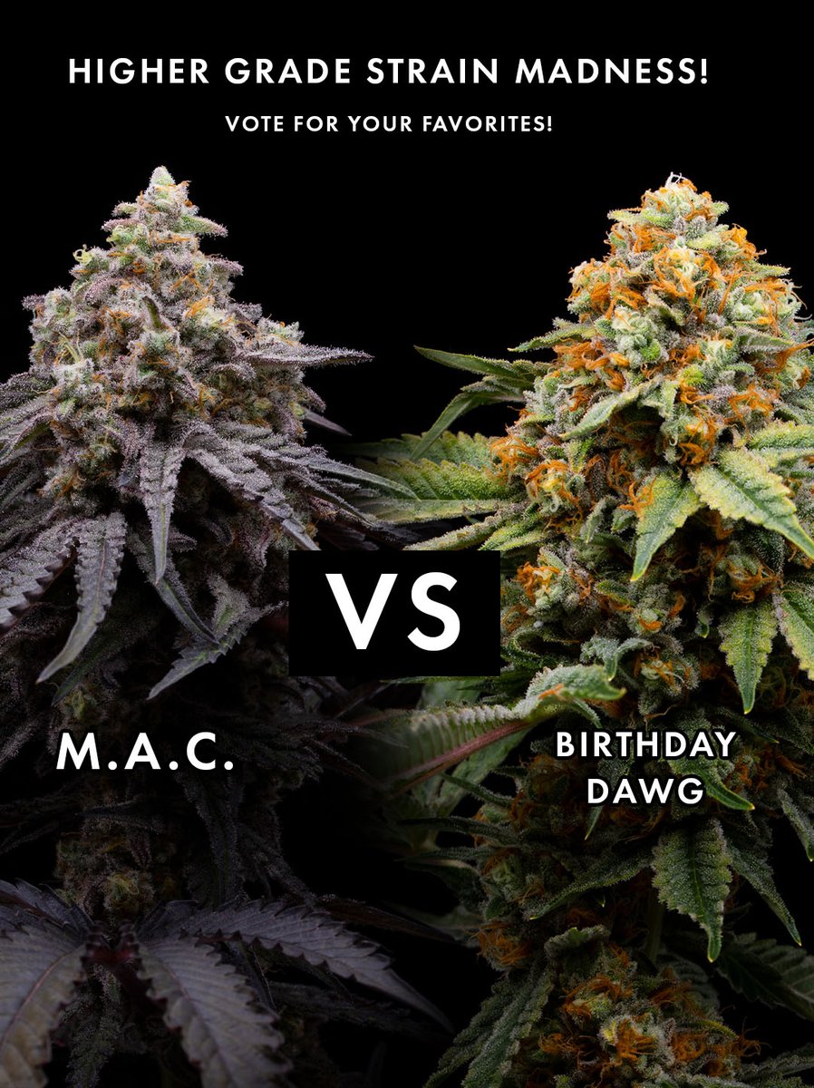 HigherGradeCO's tweet photo. Vote for your favorite Higher Grade Strains!
The month of March, Higher Grade is kicking off a 32 Strain bracket of our best selling strains that we grow at Higher Grade. The best part is, the winners will be decided by you! https://t.co/3wR1nUO7Ba https://t.co/c9Zy78B1Zr