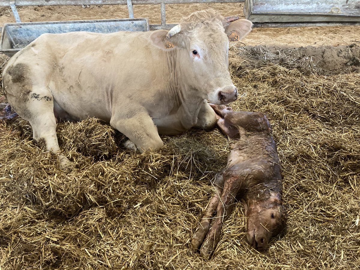durandeau6's tweet photo. Les veaux des Blondes d’Aquitaine naissent tranquillement. Comment la filière vache à viande résiste malgré la crise. Un engagement à voir bientôt dans notre magazine du pays basque. #bovin #blonde #pyrenaica #euskalherri @F3euskalherri https://t.co/NvWvd2AbZG