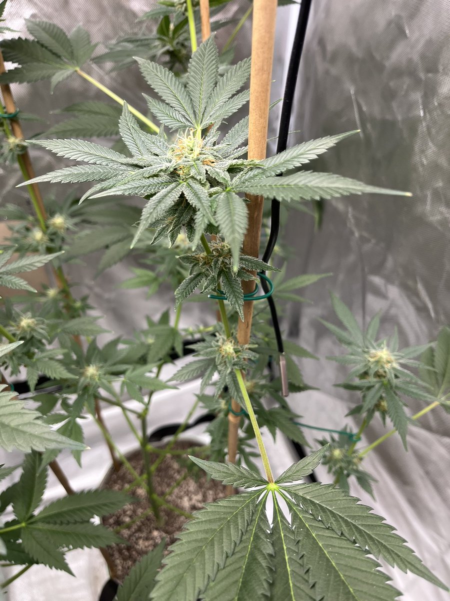 Fruity Pebbles from united cannabis seeds. Day 47 12/12