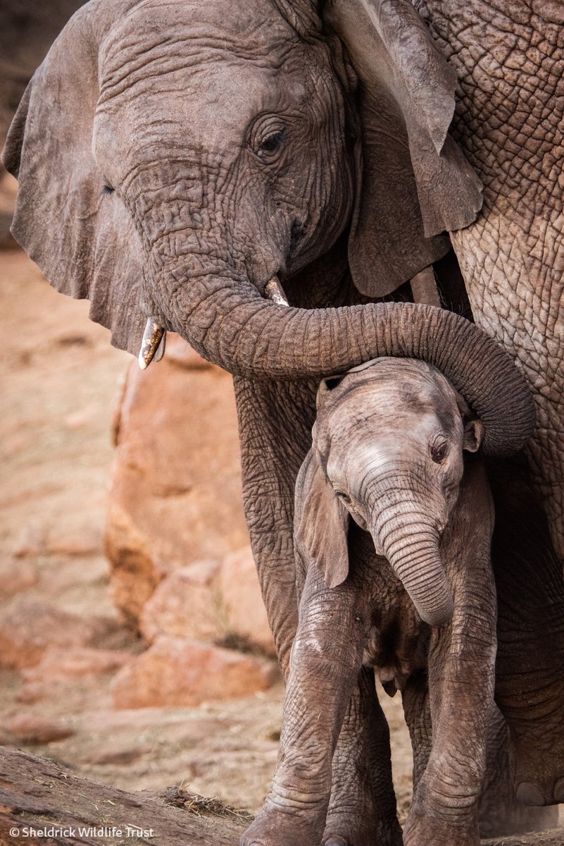 Sheldrick Wildlife Trust tweet media