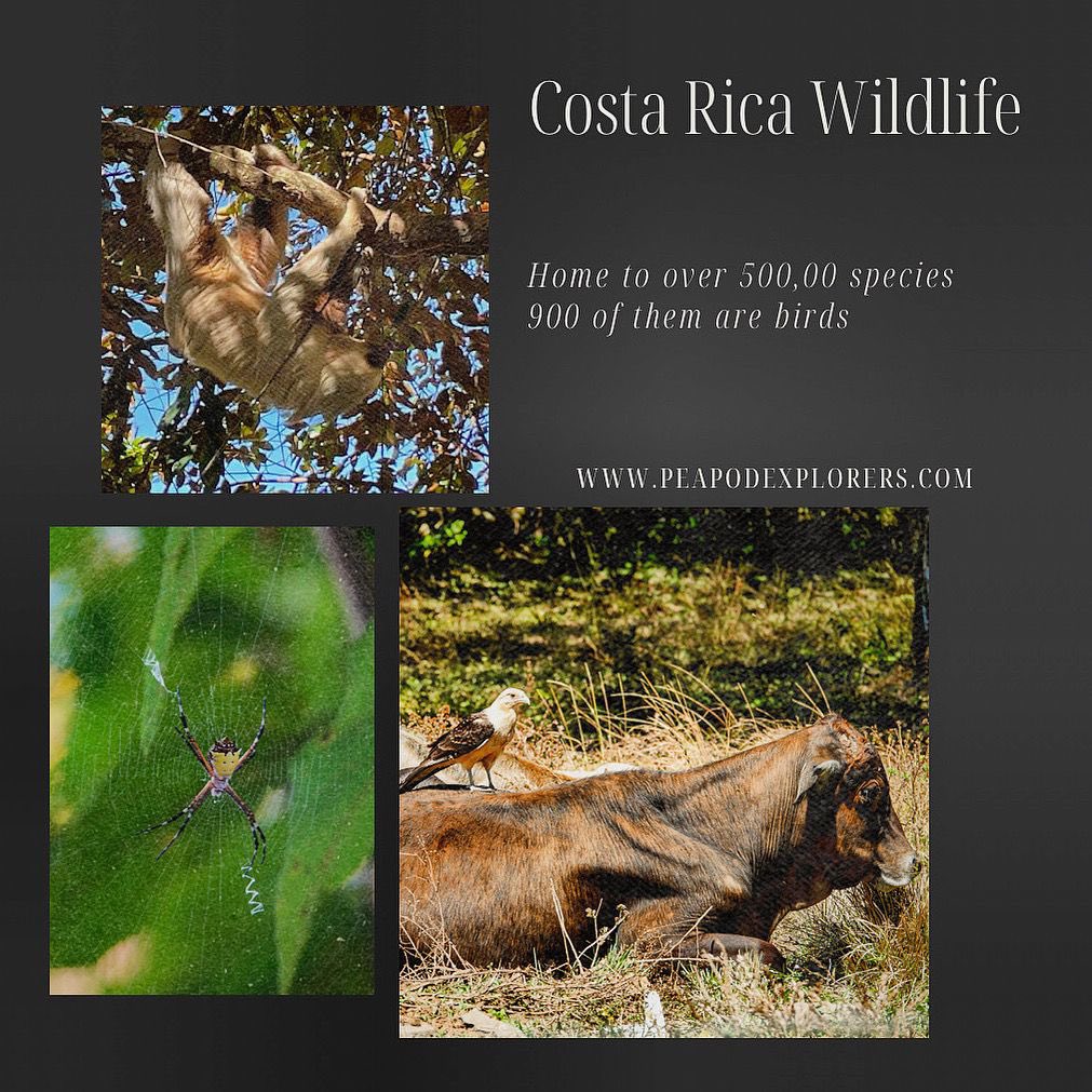 PeaPodExplorer's tweet image. Beautiful Costa Rica! Our recent visit gave us the chance to see some amazing wildlife!