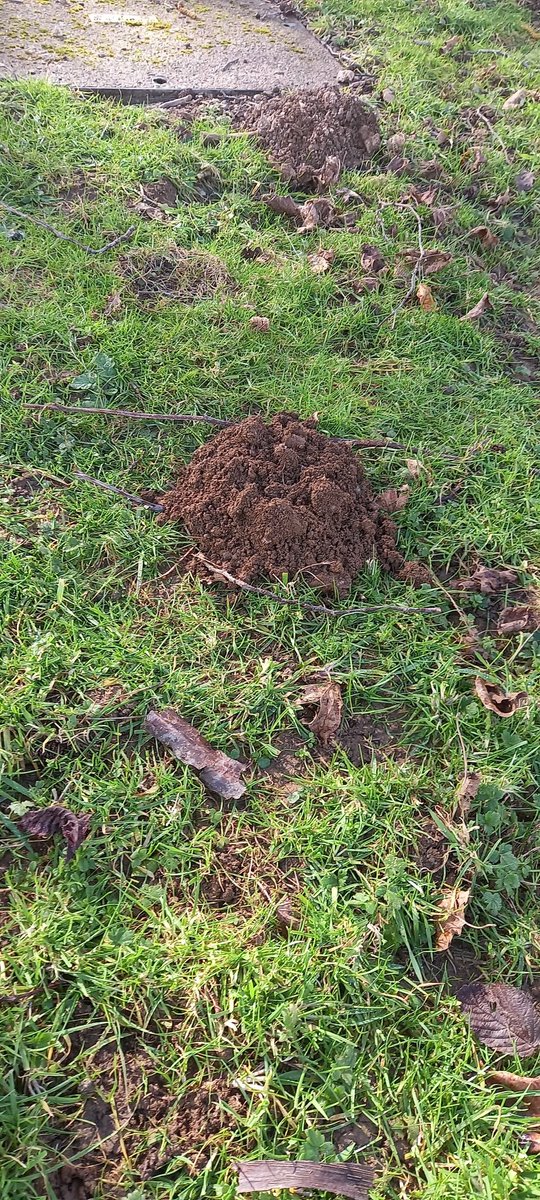 Moles, a Gardeners and landowners worst nightmare.

But did you know, we can make use of the soil mounds, by adding the soil to a compost mix, or even makes great top soil to fill in any divots you may have in any other lawn areas.