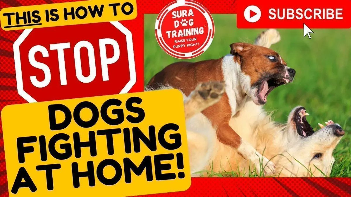 How To Stop Dog Fighting At Home