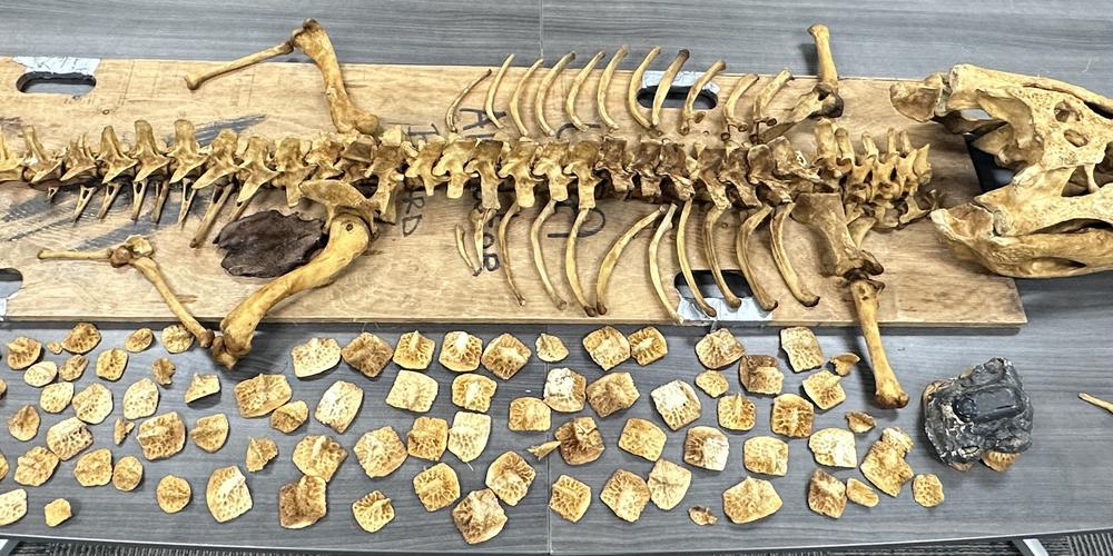 Researchers have recovered 60% of an 11-foot American alligator skeleton in the Okefenokee National Wildlife Refuge.  gpb.org/news/2023/03/0… Photo Credit: UGA Marine Extension and Georgia Sea Grant