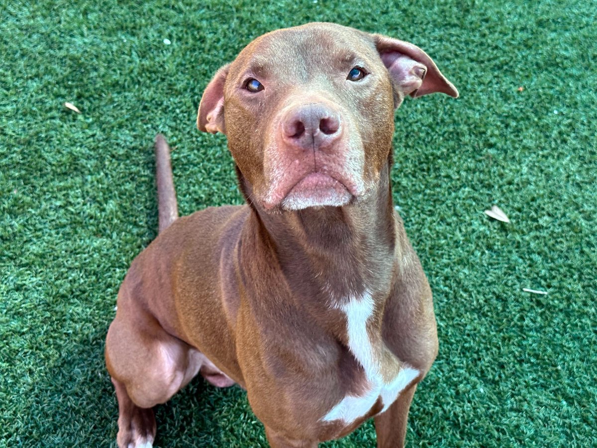 HeatherSilvio's tweet image. 6yo Barnaby (ID A004056) is a smart guy, &amp;amp; when he focuses, you'll see his training! He's sweet, enjoying belly rubs. Barnaby enjoys a game of chase with other pups, tho may do best in a home without cats or with a slow intro. Contact @AnimalsPCAS today!

#adoptdontshop #pascofl