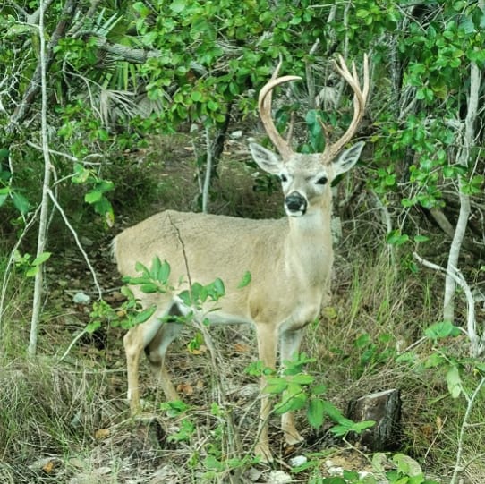 UpTheKeys's tweet image. Ever see key deer before? Join us on one of our day tours and catch a glimpse of these magnificent mini deer. Small but mighty 💪

#keydeer #bigpine #kingofthekey #floridakeystours #thingstodoinkeywest
#flkeys #thingstodoinkeywestwithkids #floridakeysroadtrip #upthekeys