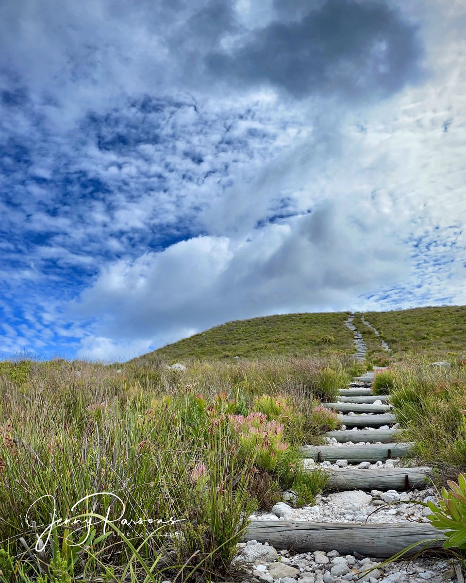 Stairway to heaven! Walking in the mountains amongst the restios often gives you the space to breathe & is a balm for the soul… #fynboswalks #mountains #naturewalk #naturelover #breathe #reconnectwithnature #pringlebayfynbos #pringlebaynaturalist #citizenscience #iNaturalist