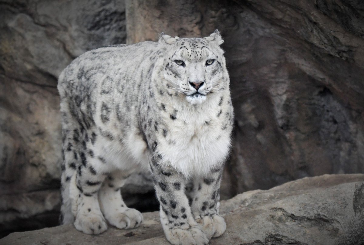 😁 This marshmallow fluff ball is well-adapted to high elevations and cold climates. A snow leopard’s plush, warm, gray, white and black coat is colored to blend in with snowy, rocky surroundings. #SnowLeopard #StlZoo