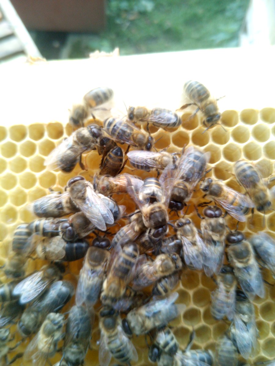 BeesBishops's tweet photo. Did you know that bees have five eyes and can see ultraviolet light, making it easier for them to navigate and find flowers?
#Honeybees #BeeVision #NatureFacts 🐝👀🌺 https://t.co/v4Ivshgqow