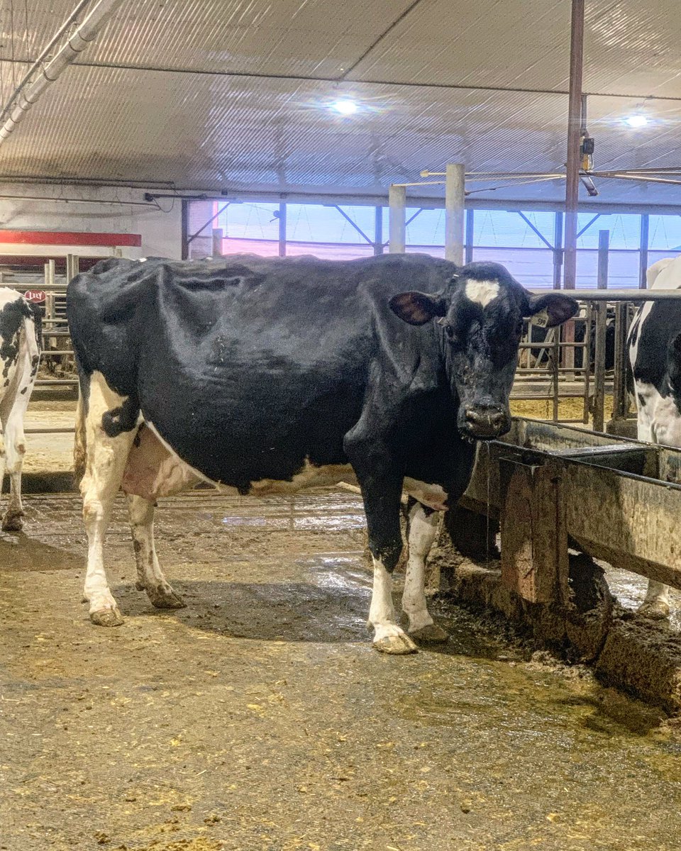 millenfarms's tweet photo. Victoria County Heart of the Herd winner Millen Lavaman Caroline EX 90 6E. At 11 years old she has produced 96247 kgs with a BCA oof 227 293 249. Caroline has been a big influence on our herd producing many EX and VG offspring in daughters and granddaughters. Due back in March. https://t.co/wXe7rY9q5g