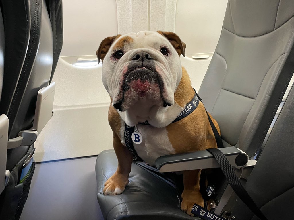 TheButlerBlue's tweet photo. Hi yes, I will take a ginger ale, please. 🛫➡️🗽 https://t.co/6ote740qfm