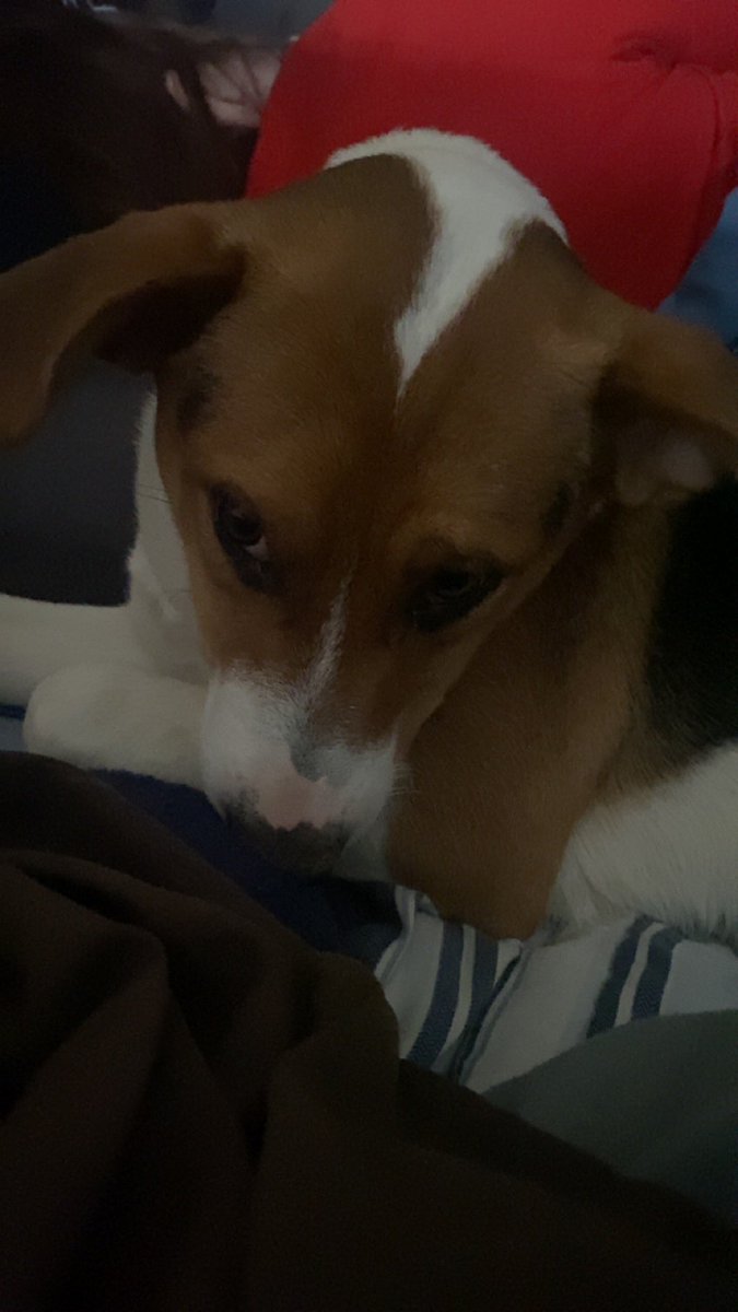 HarleyQR0906's tweet photo. Hung out with My humans today!! https://t.co/SnqoZvMUKe