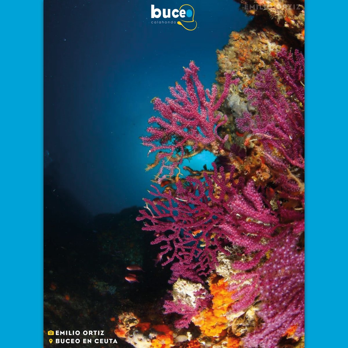 buceocalahonda's tweet photo. ¡Descubre la belleza del fondo marino de Ceuta con nuevas fotos de nuestra última escapada de buceo! Nuestro instructor Emilio Ortiz capturó estas impresionantes imágenes de los vibrantes colores y la vida submarina única de esta región. 🐠🐙🪸 https://t.co/IlEFvjErrj