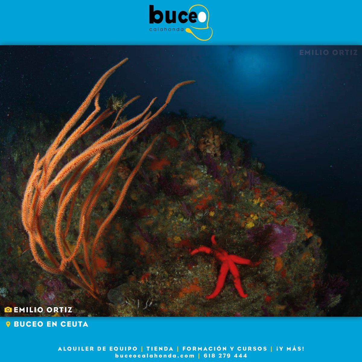 buceocalahonda's tweet photo. ¡Descubre la belleza del fondo marino de Ceuta con nuevas fotos de nuestra última escapada de buceo! Nuestro instructor Emilio Ortiz capturó estas impresionantes imágenes de los vibrantes colores y la vida submarina única de esta región. 🐠🐙🪸 https://t.co/IlEFvjErrj