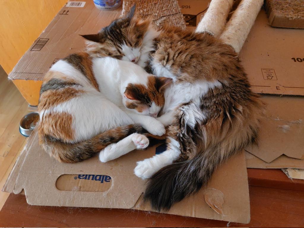 Caffeine305's tweet photo. Madre e hija, #Pintita y #Gatinsky Uno siempre necesita de mamá. https://t.co/i5F2Tl7vep