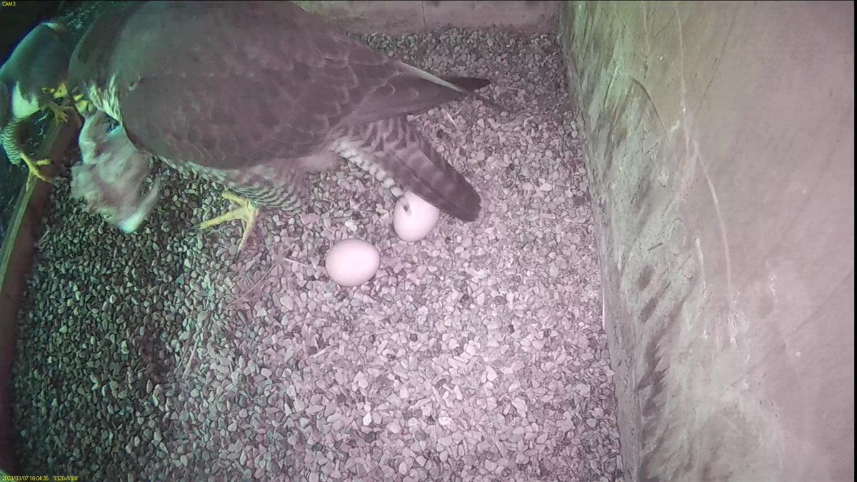 FaBPeregrines's tweet photo. The two eggs finally revealed at 6.05 pm when Tom brought Azina her dinner. Tom then covered them again until her return 14 minutes later. #teamwork #Londonbirds https://t.co/Crd96OF0X4