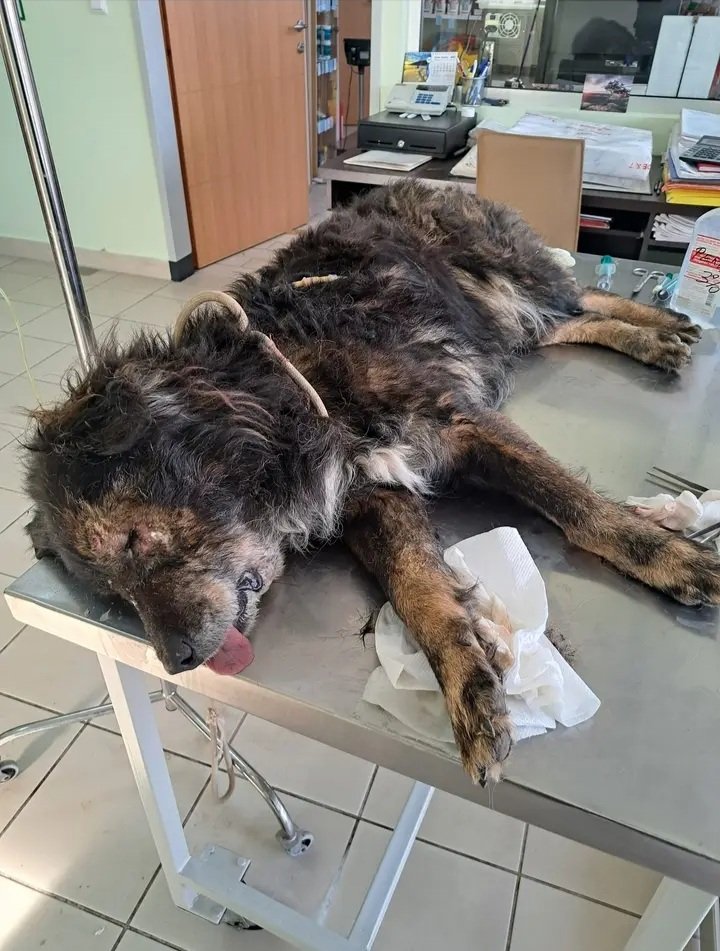 Today everything was unplanned I never go to the market place to feed the
street dogs before I go to the shelter, but we
needed to buy food, so we stopped by on the
way
The keepers told us that other dogs attacked
the old guy and that his eye was injured
paypal.com/donate/?hosted…