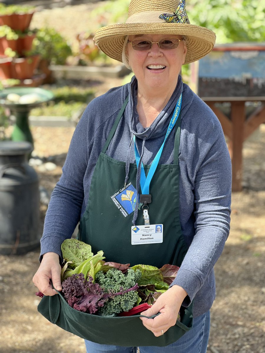 Jimmy Bruhl (@jimmy_bruhl) on Twitter photo 🙏🫶🥬The Human Impact. I had an opportunity to meet a Master Gardener from UCCE OC.  This freshly picked harvest 🥬🧅🍏was collected from the Santa Ana Zoo Farm to feed our SA Zoo Animals.❤️❤️Thank you Nancy! <a href="/SantaAnaUSD/">Santa Ana USD</a> <a href="/CTEsausd/">CTE Santa Ana Unified School District</a> <a href="/SantaAnaZoo/">The Santa Ana Zoo</a> 🙏🫶🥬The Human Impact. I had an opportunity to meet a Master Gardener from UCCE OC.  This freshly picked harvest 🥬🧅🍏was collected from the Santa Ana Zoo Farm to feed our SA Zoo Animals.❤️❤️Thank you Nancy! <a href="/SantaAnaUSD/">Santa Ana USD</a> <a href="/CTEsausd/">CTE Santa Ana Unified School District</a> <a href="/SantaAnaZoo/">The Santa Ana Zoo</a>