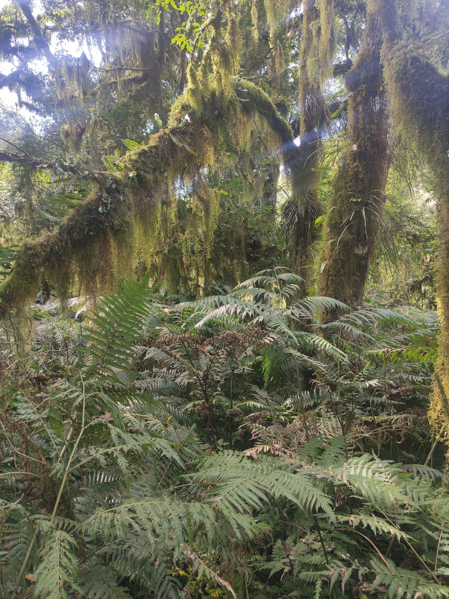 pablo_aon's tweet photo. Parque Provincial La Florida, parte del paisaje protegido Aconquija. Poner en valor las ANP de Tucumán es un camino ineludible en la agenda ambiental de la provincia. Cuidar lo que tenemos y restaurar lo que falta. #tucuman #noa #parques #yunga #conservacion https://t.co/39hVh8ntLY